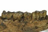 Fossil Rhino (Coelodonta) Right Mandible - Germany #295840-5